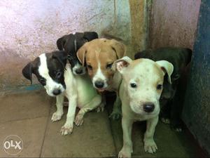 Male and female american pitbull puooys for sale