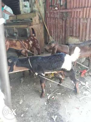 Male goat 4 month old urgent sale plss call n msg