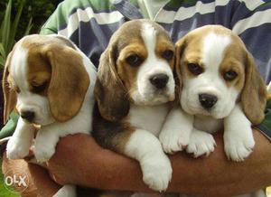 Most intelligent Toybreed Tricolour Beagle pups 40days old!