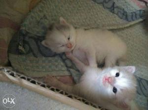 New born kitten pure Persian cat