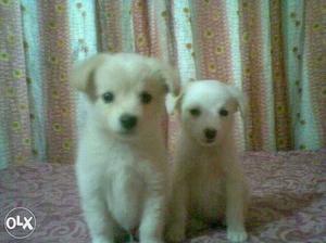 Nice puppies