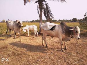 Ongole breed cows MYPADU 18 and 14 months