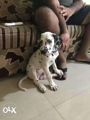 Original dalmation 6 months very active and