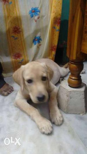 Original lab male puppy vaccinated 3m nths with