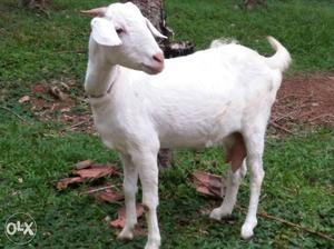 Original malabari goat