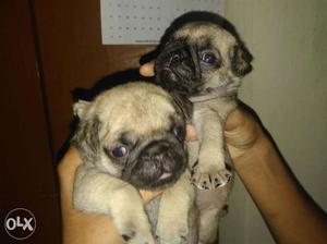 Original pug puppies male&female 1month