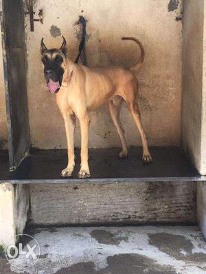 Outstanding Cropped Greatdane 2years! VASAI POWAI BANDRA