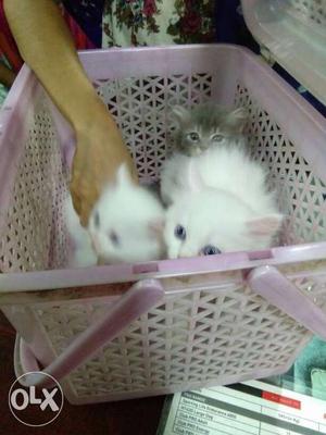 Persian cats 40days old
