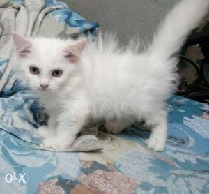 Persian female kitten is of 2 months is very