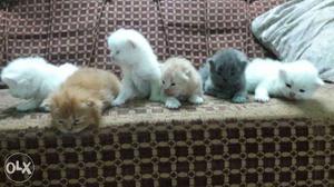 Persians Kittens for sale97oo8oo439