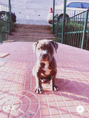 Pitbull puppy for sale, 3 months old, blue coat