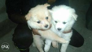 Pom each  delivery available White is male Brown is
