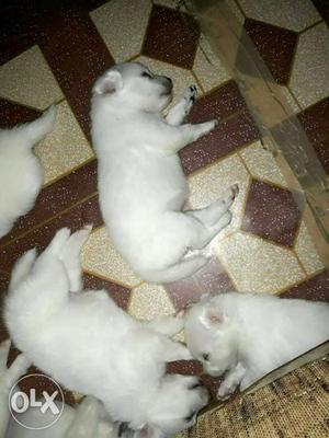Pomaleyen female puppy for sell pure quality pure