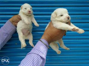 Pomerians white male Puppies