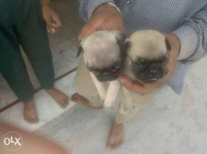 Pug male 3 pups for sale age1 month