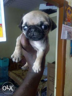 Pug male puppy available in Bangalore.