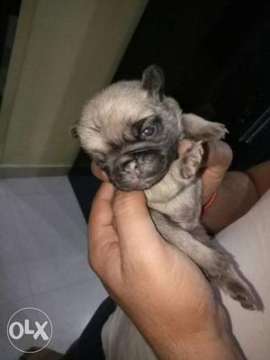 Pug, only 10 days