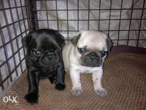 Pug puppies available with us