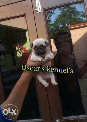 Pug puppies in very low price Age: 33 days MALE: