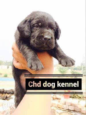 Punch face short tail healty labra male puppy