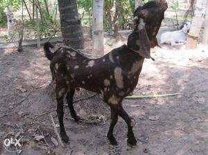 Pure Breed Sirohi goat