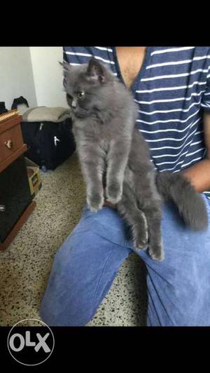 Pure Persian breed color grey Male 6months old Trained