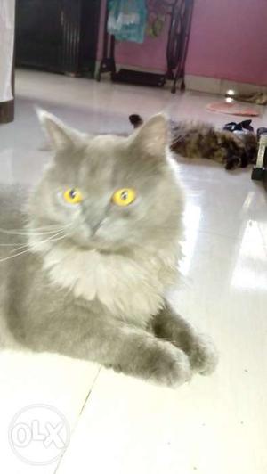 Pure Persian male cat for matting rs year