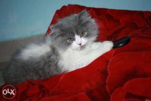 Pure breed Persian kittens available