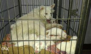 Pure white spitz pup r available