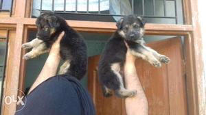 Quality ma No.1 Gsd "labra pupps sell only here