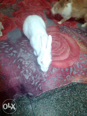Rabbit White age 2months
