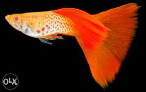 Red guppies and red tail
