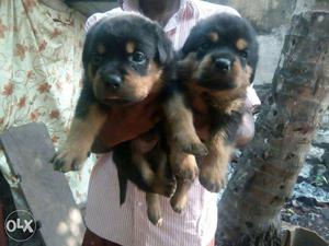 Rott puppies available at Sreekariyam!