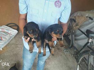 Rottweiler 1 month puppy final rate. male an female