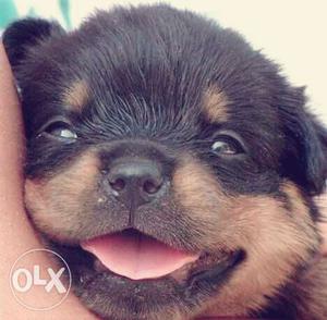 Rottweiler Puppies top blood linage. Litter of Indian