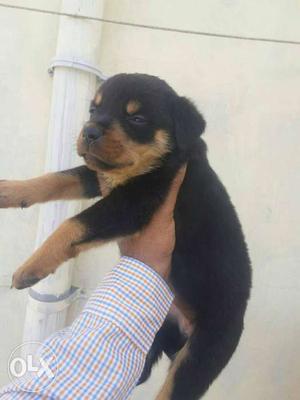 Rottweiler male female Puppy for sale.