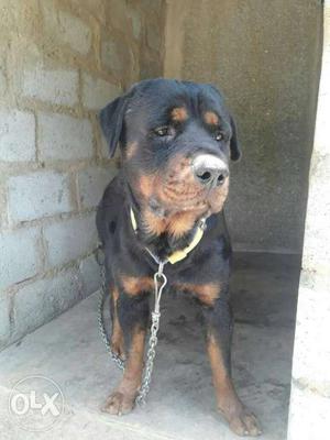 Rottweiler male for exchange age 2.5 Exchange