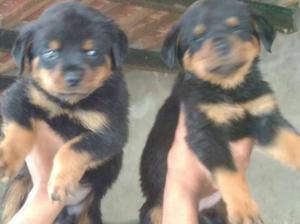 Rottweiler pupp dog puppy all breed pupp available