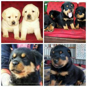 Rottweiler puppies k c I reg Top quality available