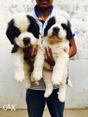 Saint bernard pups available