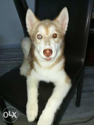 Sale / Exchange. Siberian husky imported male puppy.