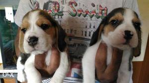Show quality Beagle female Puppies for sale.