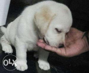 Show quality Lab male puppy available only one