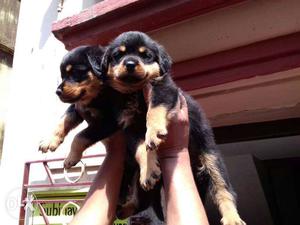 Show quality Rottweiler Puppies female