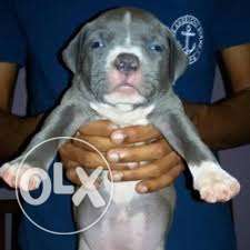 Show quality american bully puppy