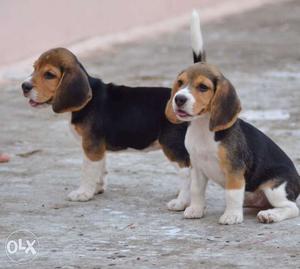 Show quality beagle puppies with kci certificates