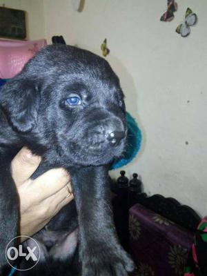 Show quality import line black lab puppy avilable