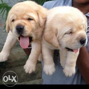 Show quality labrador pup with or without