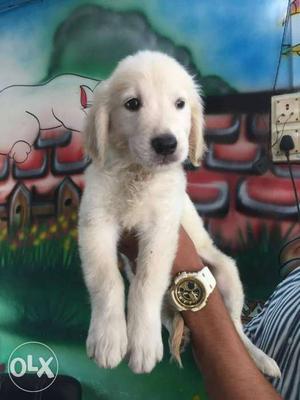 Showline impoted Golden Retriever pup for sell.