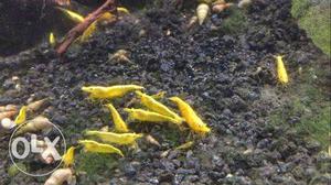 Shrimps Golden yellow shrimps